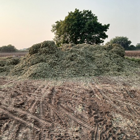 માંડવી નો ભૂકો પાલો વેચવાનો છે