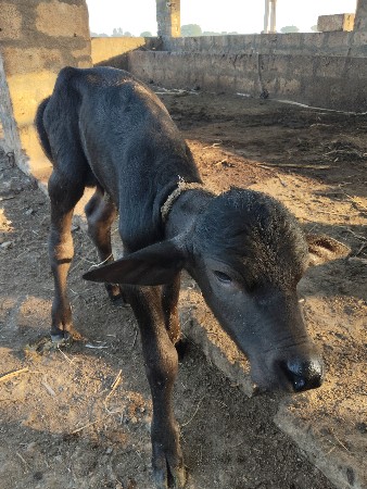 પાડો વેચવાનો છે