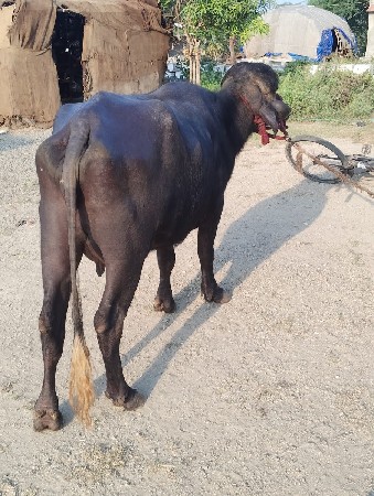 ખળેલિ વેચવાનિ છે પેલૂ વેતર છે