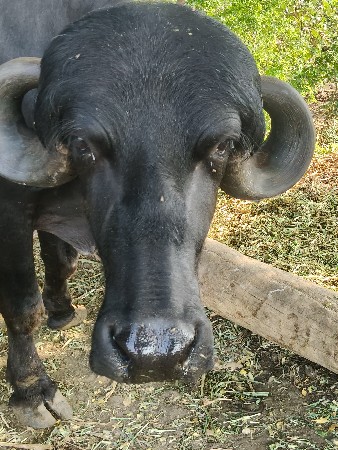 જાફરાબાદી ખડાય