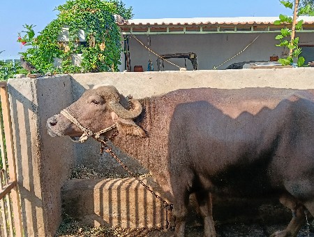 ભેંસ વેચવાની છે દસ દિવસ થયા છે