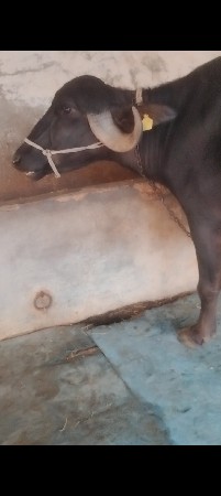 ખડેલી વેચવાની છે