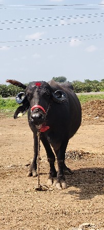 ખડલી વેચવાની છે.  દસદીની કાચી ખરે