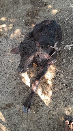 ભેસ વેસવાની છે