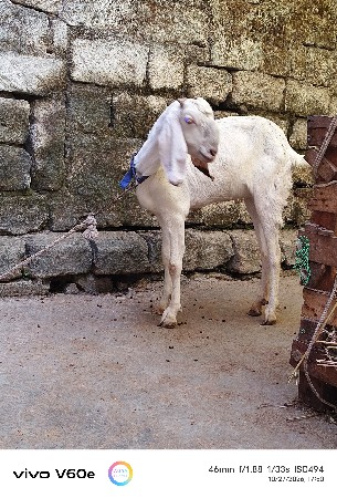 પ્યૉર પતેંરિ
