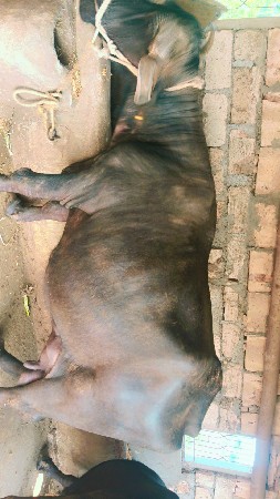 saj savar