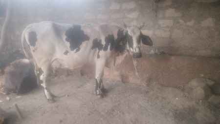 jarsi gay vechavani se