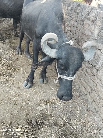 bhes vesavani se
