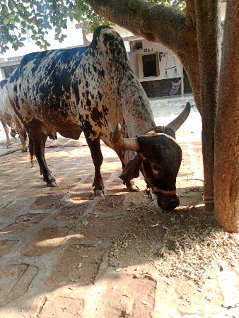 નીલડી ગાય વેસવા ની છે