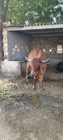 તીજુ વેતર વિયાસે 
5મહિનાની ગાભ