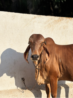ગિર ઓડકી