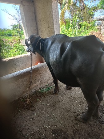 ભેંસ