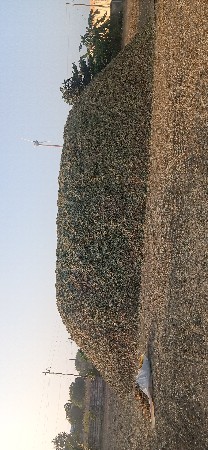 ગિરનાર 4