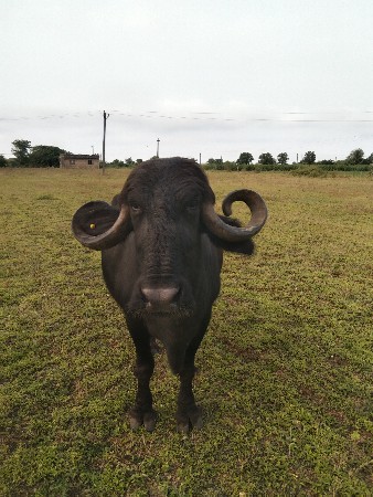 ભેંશ વેચવાની છે