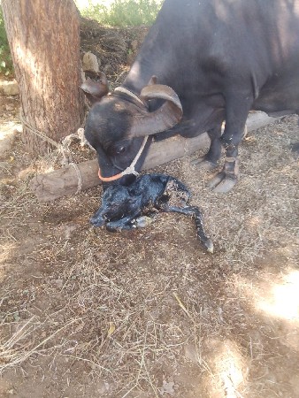 ભેશ વેસવાની છે