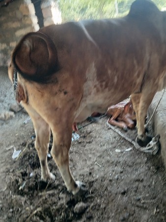 ગાય વેતર ઉપર પેલુ વેતર