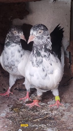 સારનપૂરી ના હાટા કરવા હે