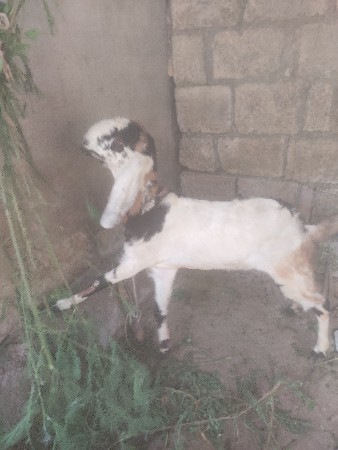 RAAJASTHANI BAKRI VECHVANI CHE