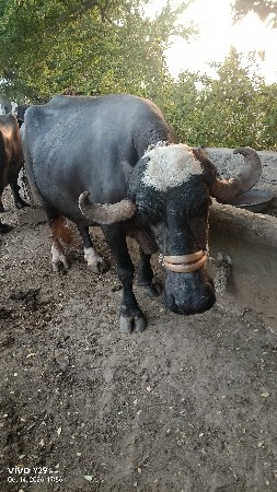 બીજું વેતર