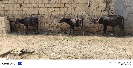 બે પાડી એક પાડો