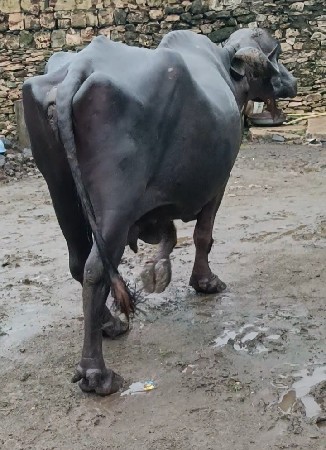 બે ભેંશ વેસવાની સે