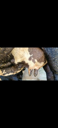 4 મહીનાની વીયાડેલ છે