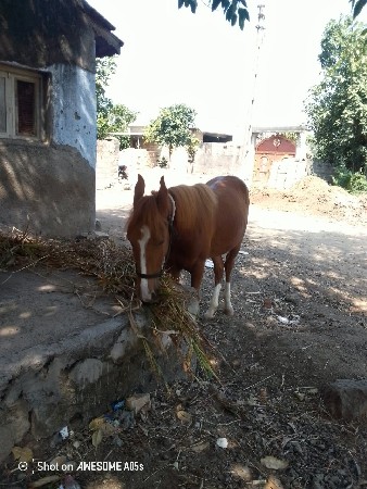 vaseri veshvani se