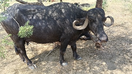 ખડેલી