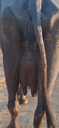 3જુ વેતર