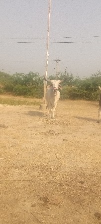 Dharma durai malwa behawali total