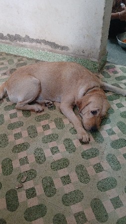 વેચવાની છે