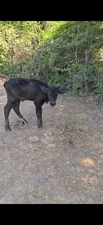 વેતર બીજું બે દીવસ‌ વાયગલ