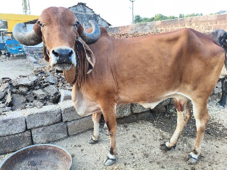 ગીર ગાય વેચવાની છે.