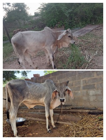 વેચવાનું છે
