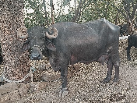 ૨ ભેંસો વેચવાની છે.