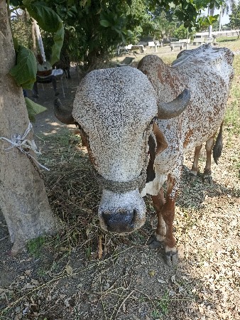ગાય વેચવાની છે