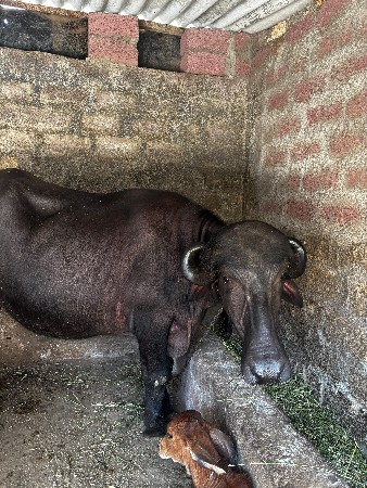 આ ભેંસ વેચવાની છે