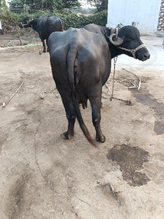 બિજુ વેતર વાયા હે 9 મો મહીનો છે