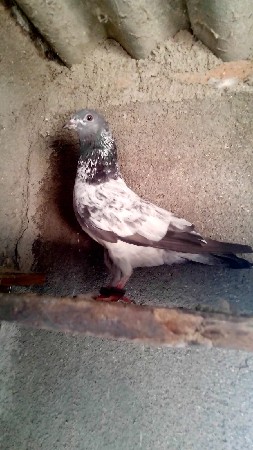 લાલદુમ. સે પાઠ મારવાડા સે ડબ