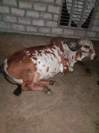 ગીર ગાય વેચવાની સે