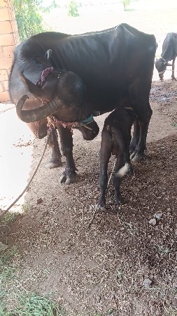 ભેસ