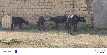 4 માલ દેવા ના છે