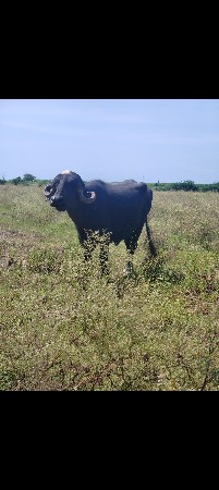 પેલા વેતર મા ખડાય