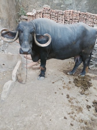 ભેંશ વેચવાની છે