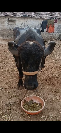 ભેસ વેચવાની છે ત્રીજુ વેતર