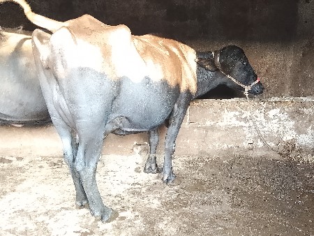 ભેસુ વેચવાની છે