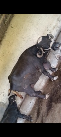 ખડેલું 2 જા વેતર નું