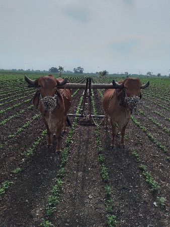 બળદ  વહેચવાના છે