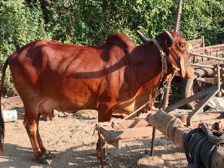 ગાય વેશવાનીછે છે