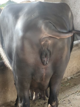 ભેંસ